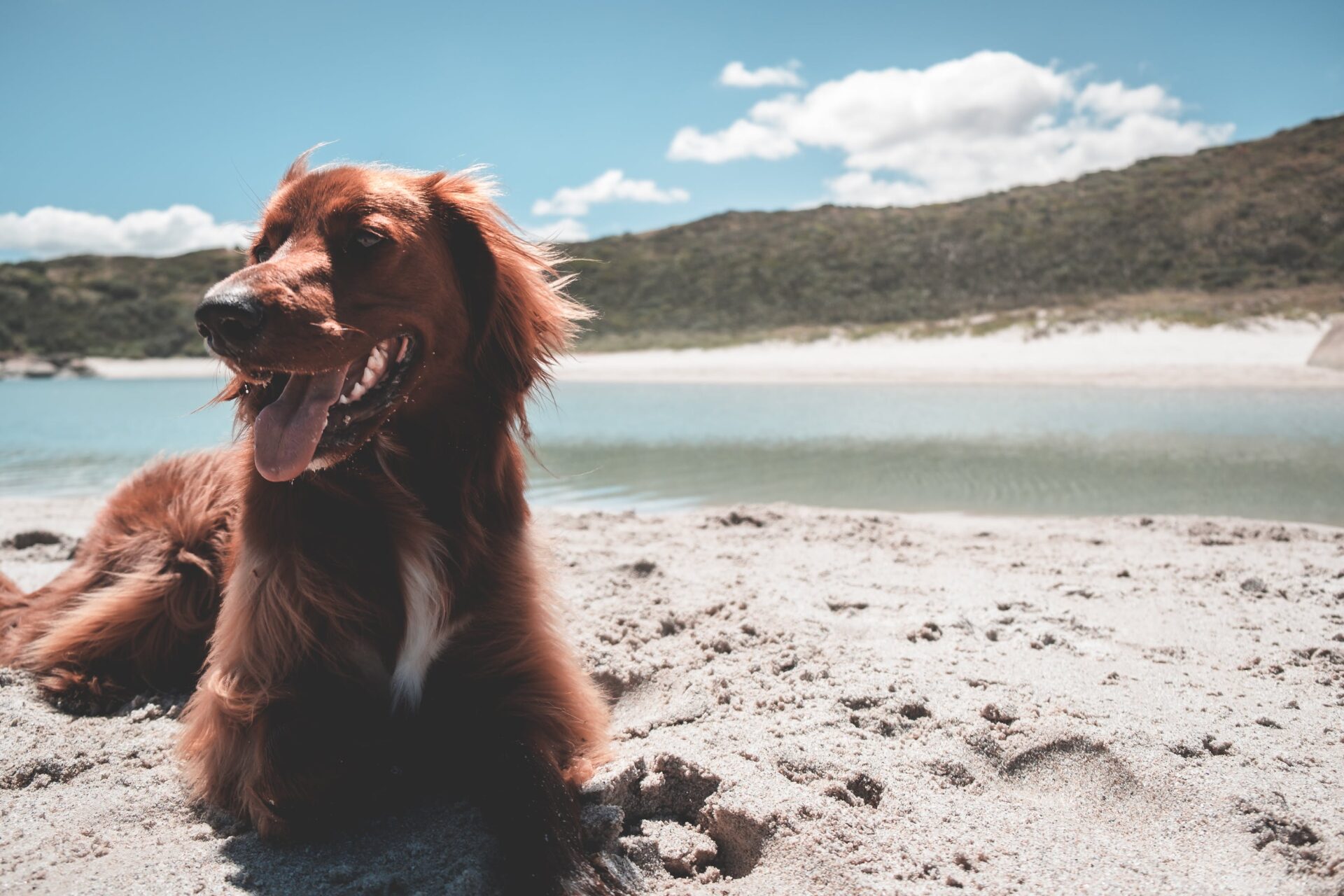 irish setter